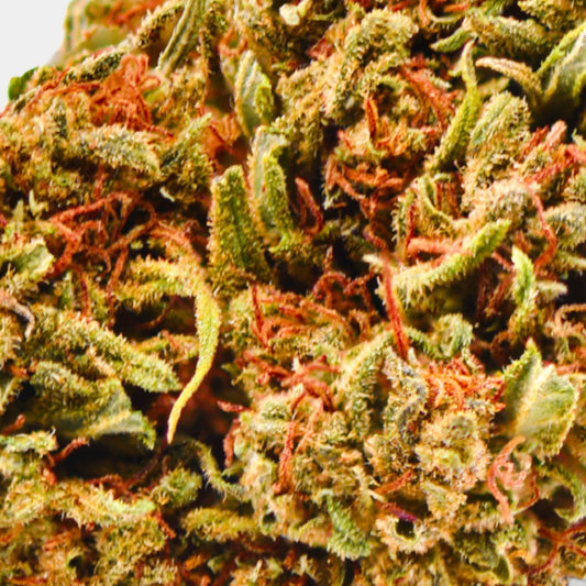 Critical - Greenhouse d'Afrique du Sud