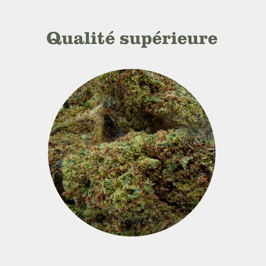 Small Bud Little Kiss en gros - Indoor Hydro