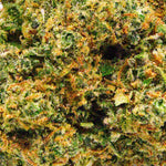 Cookie - Vignette | Popeye Club