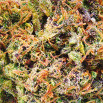 Rosy Blue Gelato - Vignette | Popeye Club