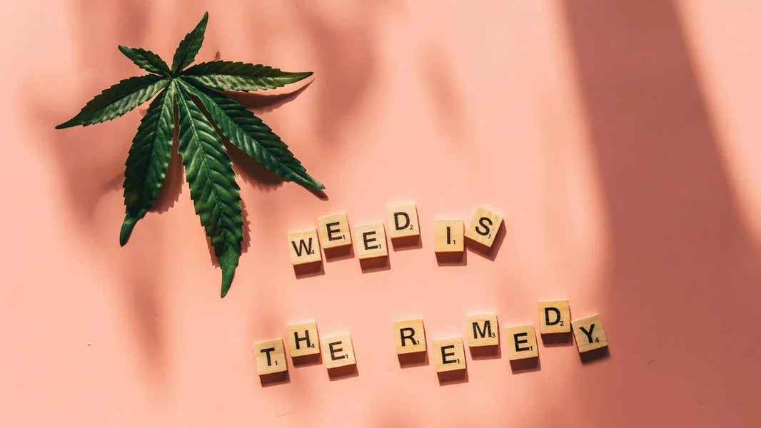 Les effets du CBG : tout sur ses bienfaits et différences avec le CBD