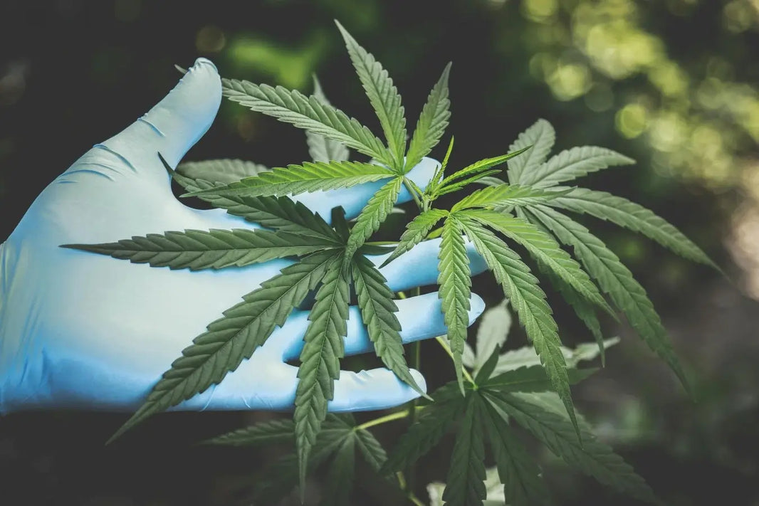 Comment devenir grossiste de CBD en France ?