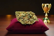 Top 5 des meilleurs grossistes de fleurs de CBD 🏆 (France, 2025) - Popeye Club