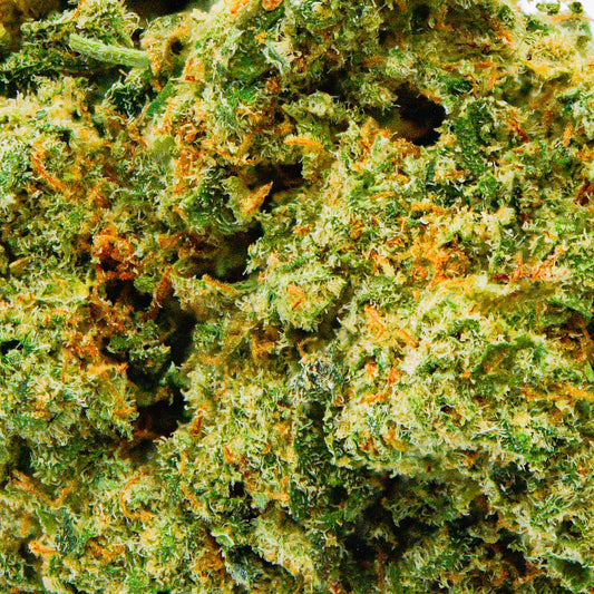 Amnésia Deluxe en gros - 17% CBD - Indoor Hydro Bio