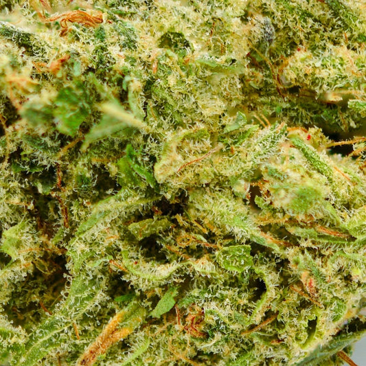 Cheese en gros - 16% CBD - Indoor bio