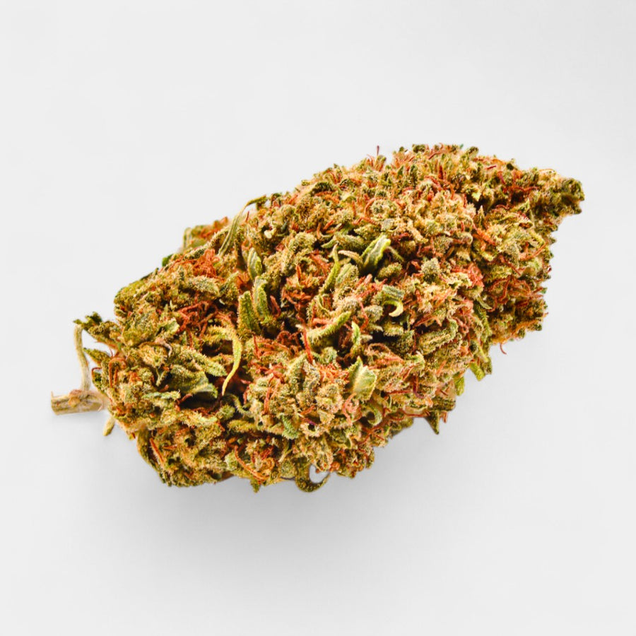 Critical - Greenhouse d'Afrique du Sud