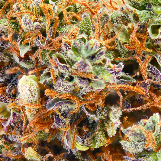 LA Sunset en gros - 8% CBD - Indoor Hydro