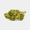White Dawg en gros - Greenhouse