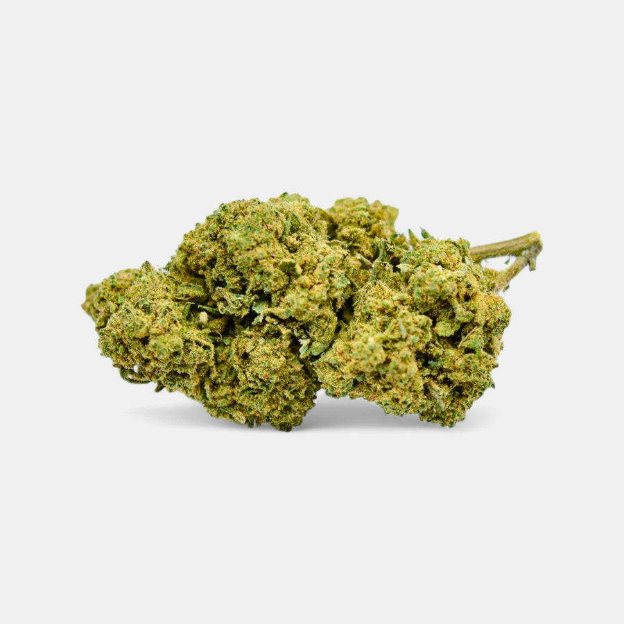 White Dawg en gros - Greenhouse