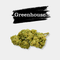 White Dawg en gros - Greenhouse