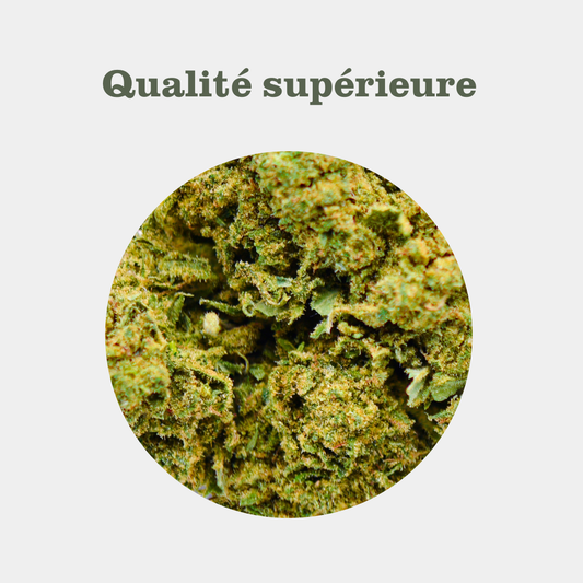 White Dawg
