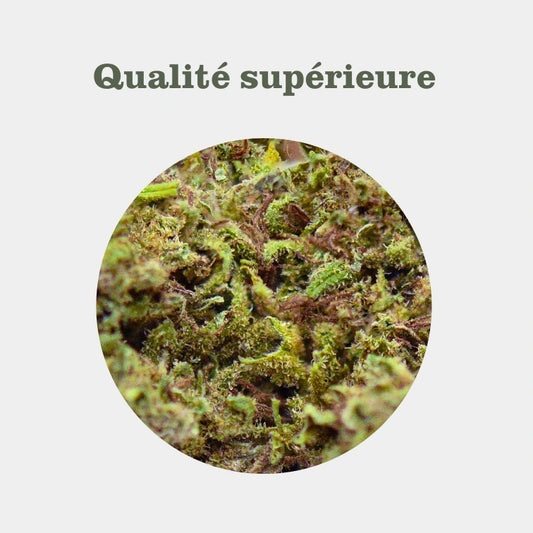 Ultra Pink en gros - 13% CBD - Glasshouse Hydro