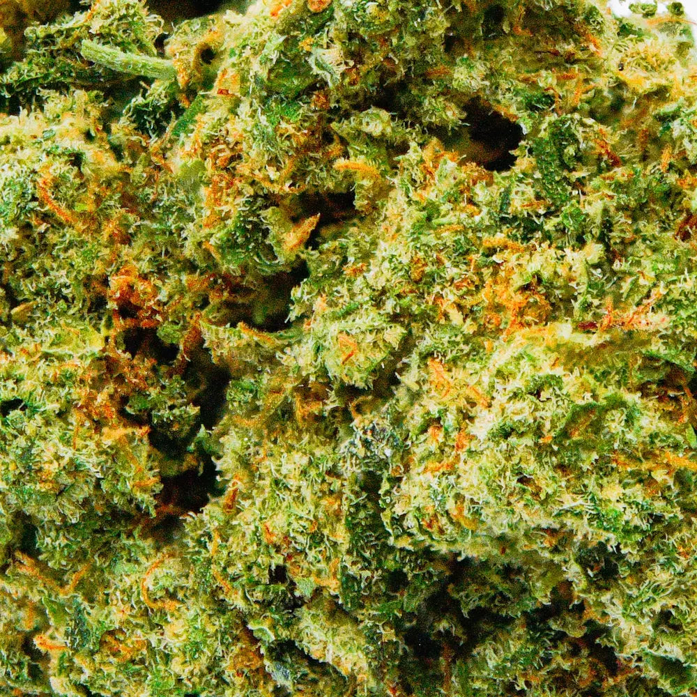 Amnésia Deluxe en gros - 17% CBD - Indoor Hydro Bio - Popeye Club