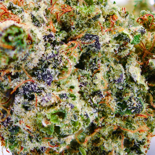 Blue Dream en gros - Indoor Hydro - Popeye Club