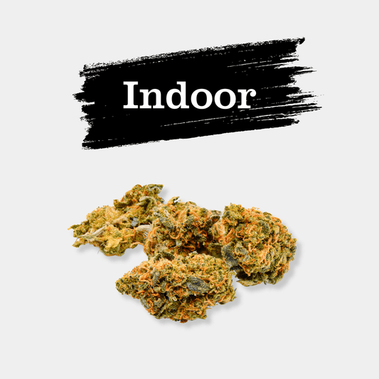 Blueberry Muffin en gros - Indoor Hydro Bio - Popeye Club