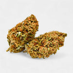 Critical - Greenhouse d'Afrique du Sud - Vignette | Bud Company
