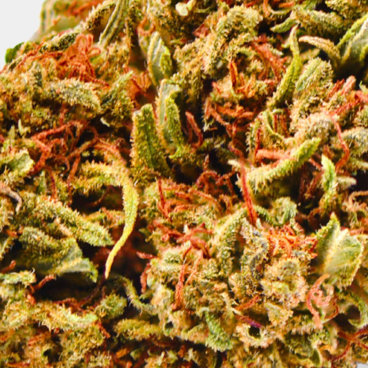 Critical - Greenhouse d'Afrique du Sud - Popeye Club