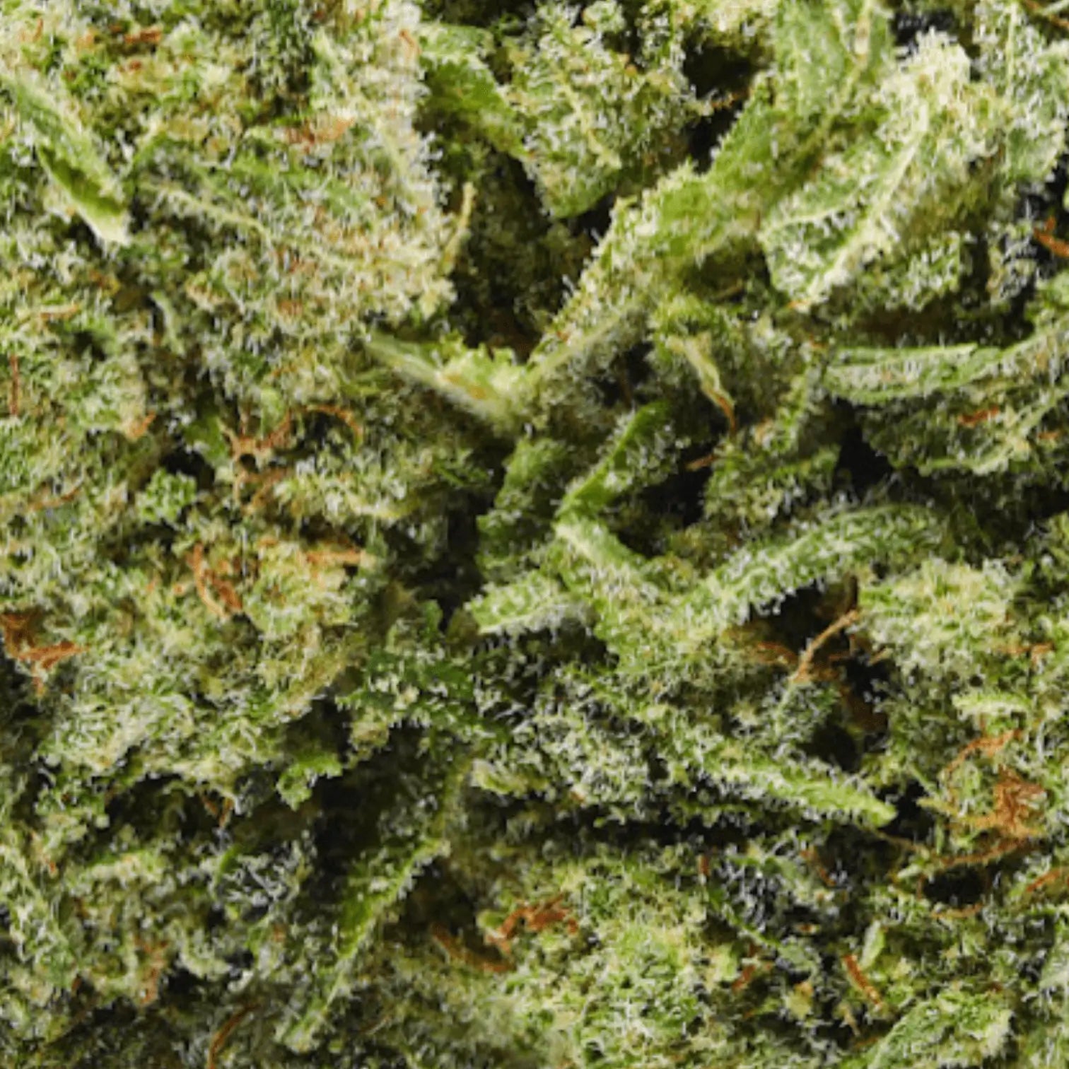 Fleur CBD Mango Haze - Popeye Club