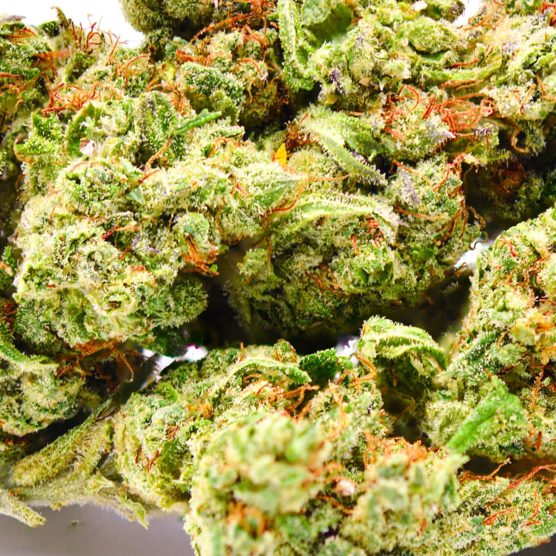 Fleur de Lemon Sorbet - Popeye Club