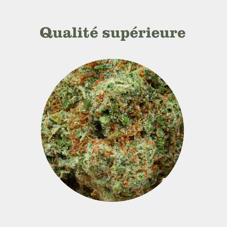 Lemon Pop en gros - 14% CBD - Indoor Hydro Bio - Popeye Club