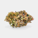 Rosy Blue Gelato - Vignette | Popeye Club