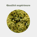White Dawg en gros - Greenhouse - Vignette | Bud Company