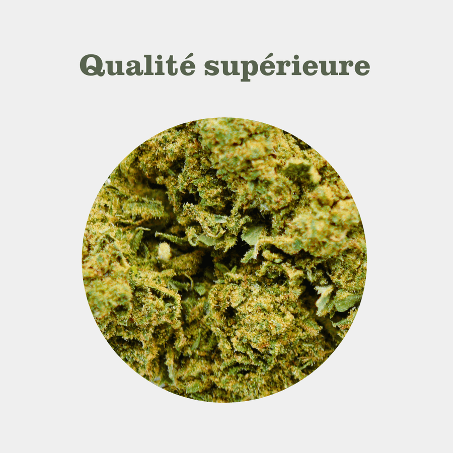 White Dawg en gros - Greenhouse